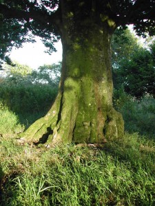 Sunlit beech tree on the Blackdown Hills, Devon