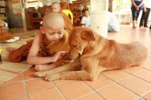 Novice and dog at Wat Pah Boon Lawm