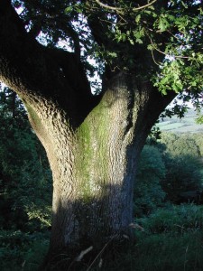 Sunlit oak on the Blackdown Hills, Devon